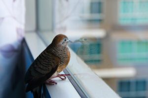 bird divert fort worth windows